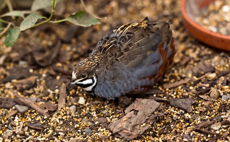 Czym się żywi przepiórka? Odkryj dietę tych ptaków w hodowli i naturze