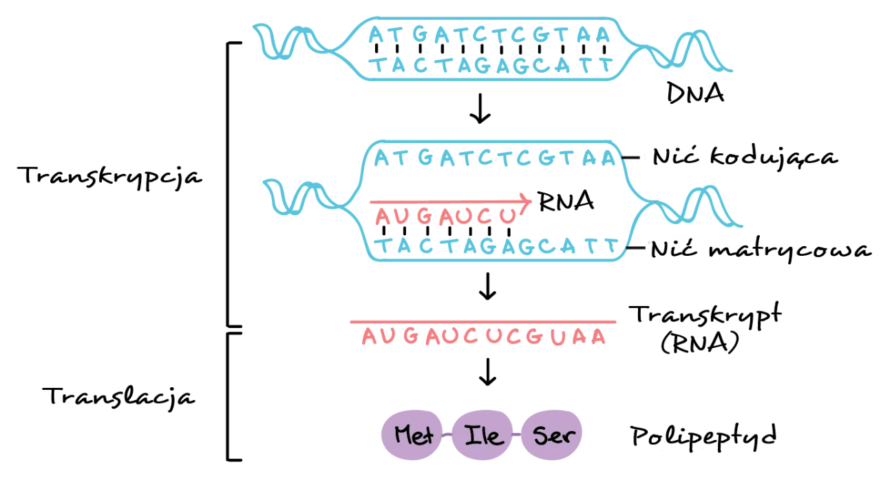 Transkrypcja: Jak DNA staje się RNA? Proces krok po kroku