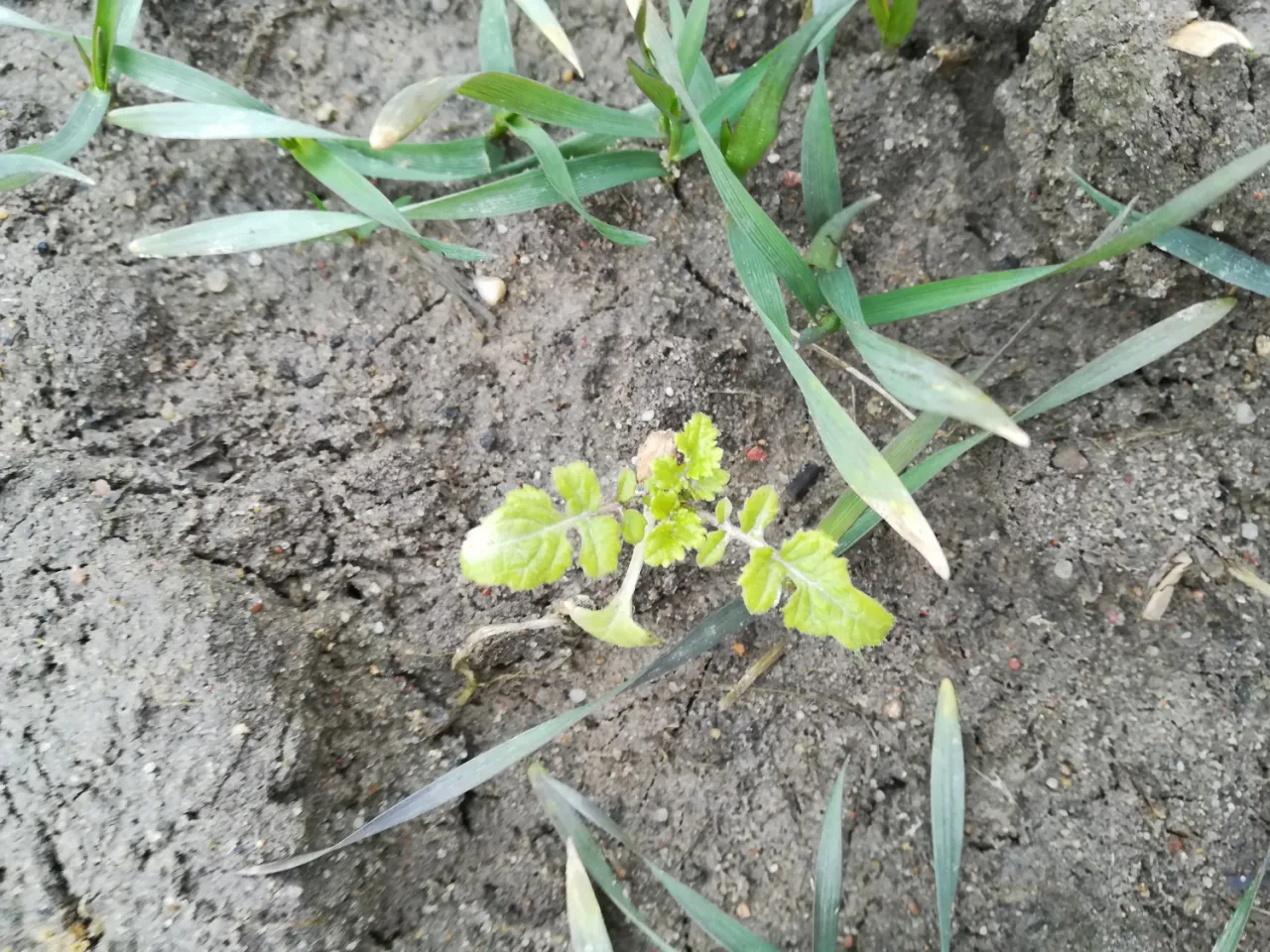 Jak skutecznie zwalczać świrzepę chwast i chronić uprawy przed stratami