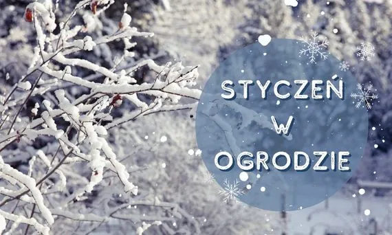 Styczeń w ogrodzie: Kluczowe prace, których nie możesz pominąć