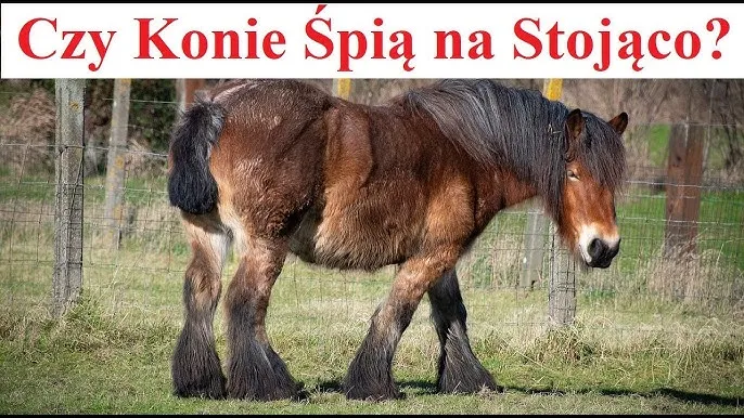 Czy konie śpią na stojąco? Odkryj tajemnice ich snu i bezpieczeństwa