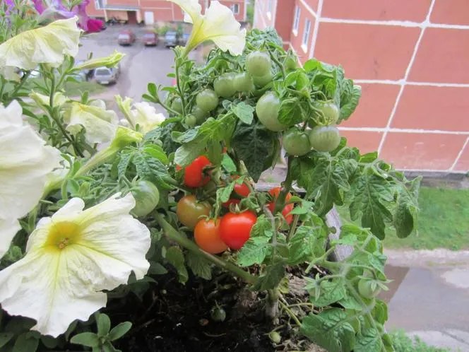 Jak dbać o pomidory na balkonie, aby uniknąć najczęstszych błędów Jak dbać o pomidory na balkonie, aby uniknąć najczęstszych błędów