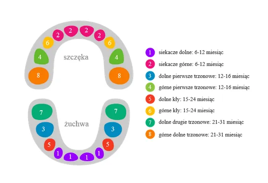 Kiedy pierwsze zęby u niemowląt? Odkryj, co warto wiedzieć