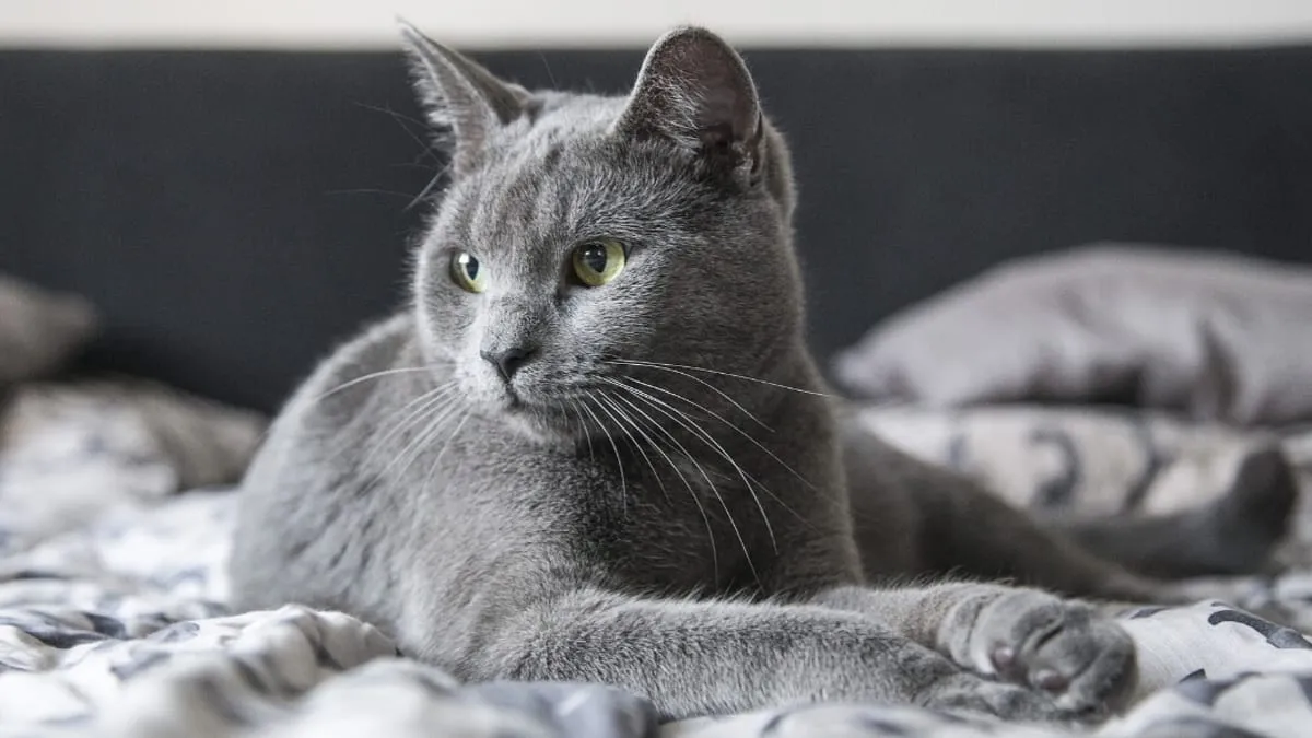 Szary kot Afrodyty: wyjątkowe cechy, pielęgnacja i gdzie kupić