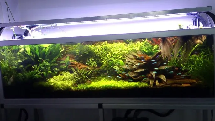 Jak zrobić podłoże do akwarium, aby uniknąć problemów z roślinami i rybami