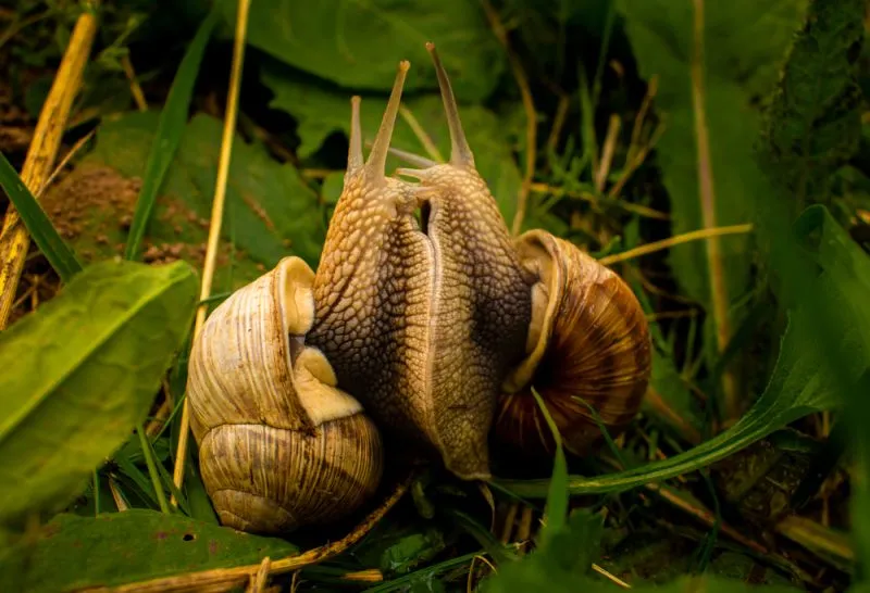 Jak rozmnażają się ślimaki ogrodowe - zaskakujące etapy i tajemnice