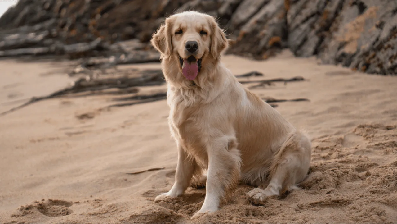 Ile razy dziennie karmić golden retrievera, by uniknąć problemów zdrowotnych?
