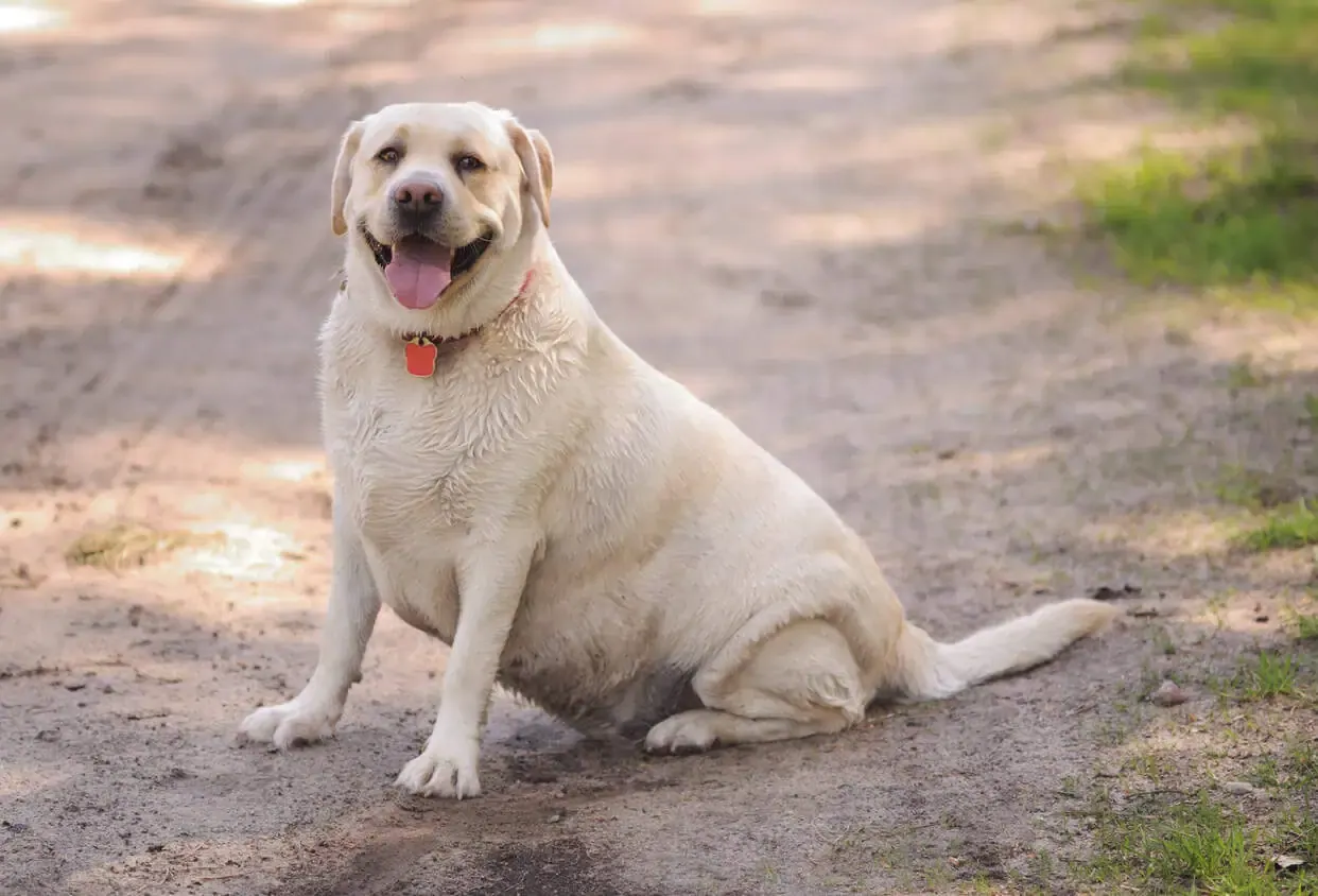 Labrador z nadwagą? Bezpieczna dieta i plan odchudzania!