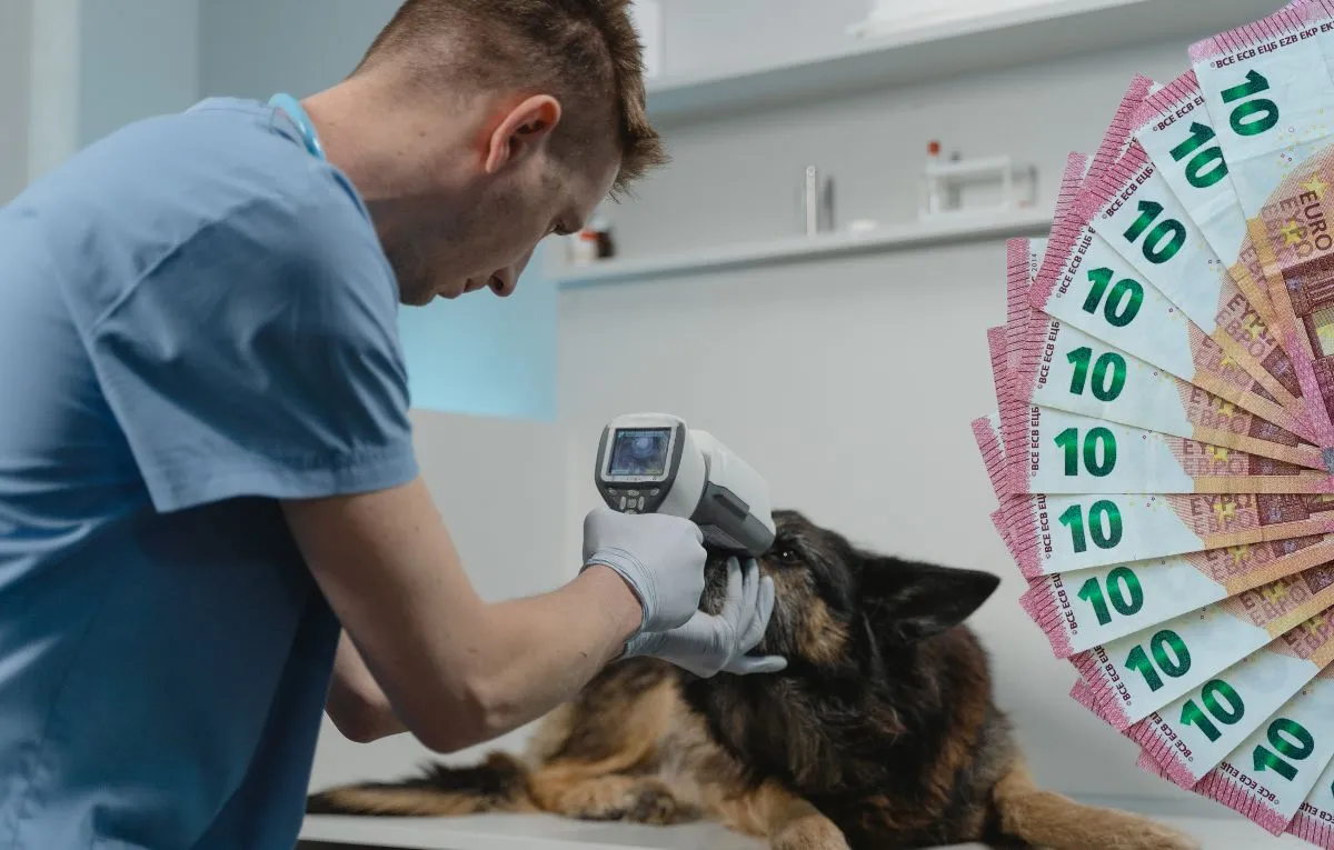 Ile zarabia weterynarz w Niemczech? Sprawdź, co wpływa na wynagrodzenie