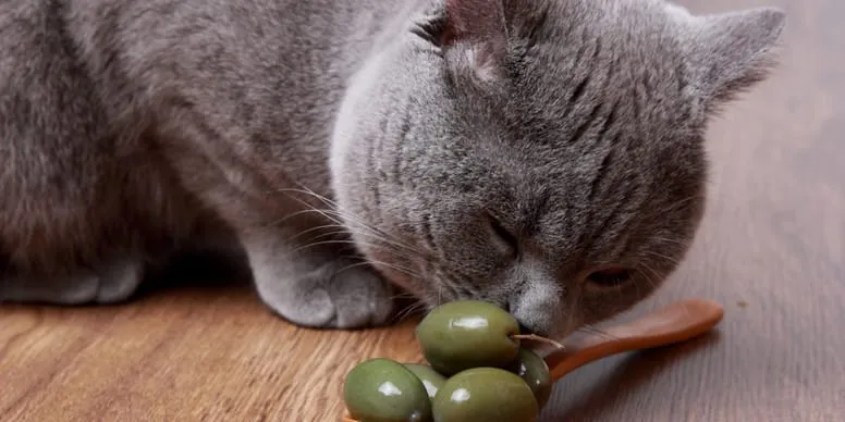 Czy koty mogą jeść oliwki? Ważne informacje o bezpieczeństwie i ryzyku