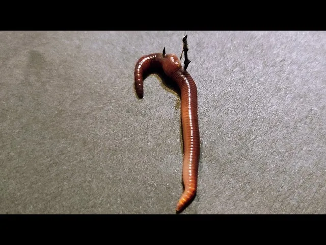 Jak założyć rosówkę na haczyk? Sprawdzone metody i triki