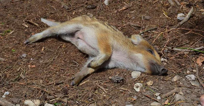 Rozliczenie odstrzału sanitarnego dzików: przewodnik i stawki