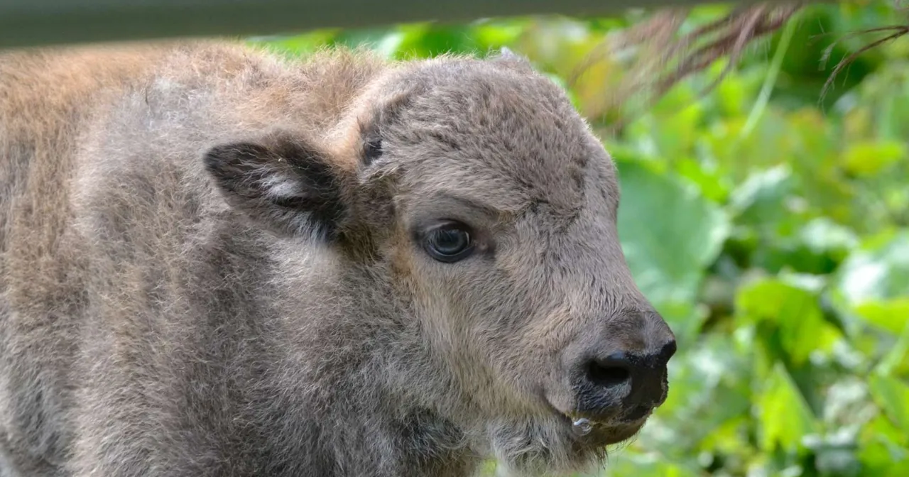 Jak Polska uratowała żubra? Niezwykła historia powrotu króla puszczy