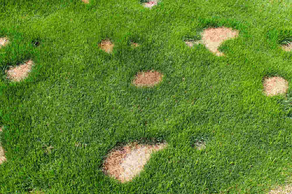 Jak uratować trawnik po psim moczu i uniknąć dalszych zniszczeń