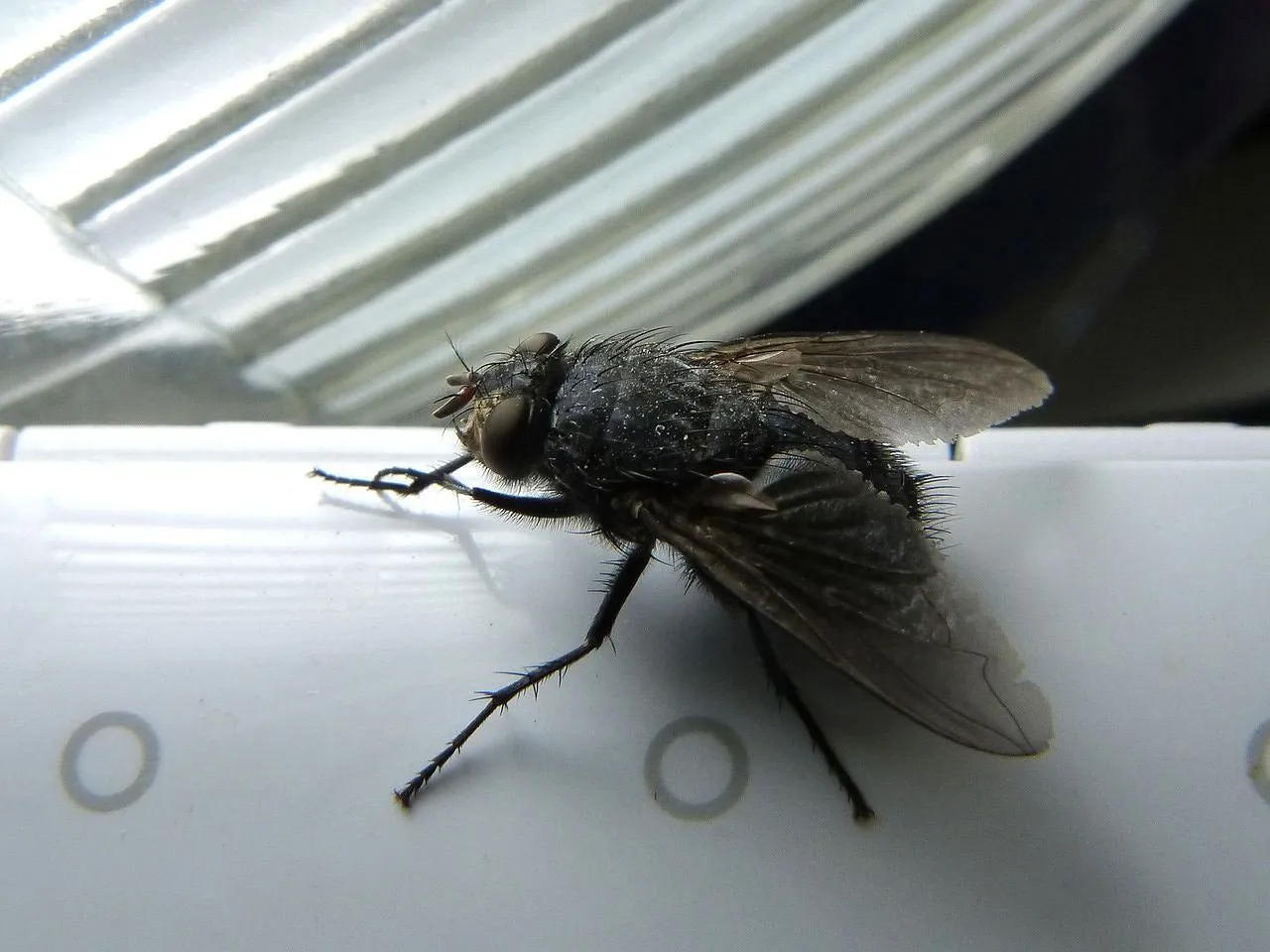 Skuteczne metody, jak zwalczyć muchy na tarasie i cieszyć się latem