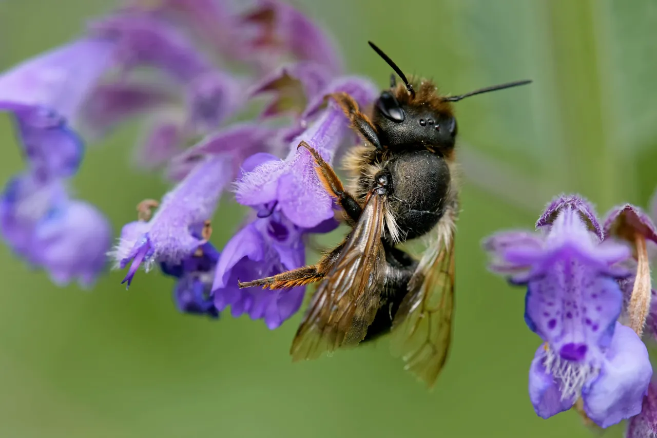 Murarka ogrodowa czy żądli? Bezpieczna pszczoła czy zagrożenie?