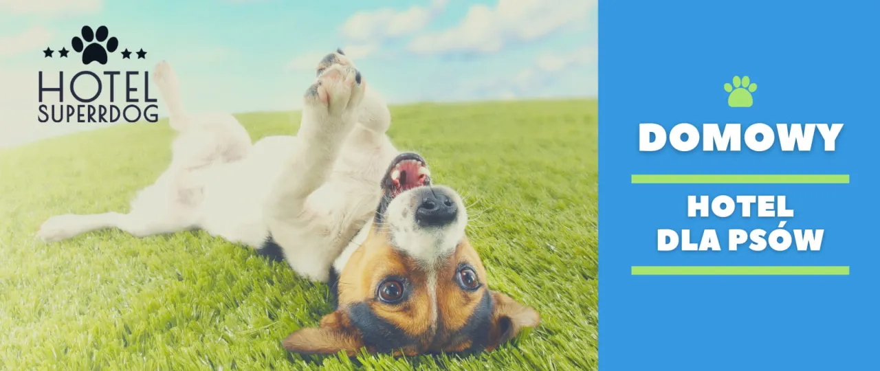 Ile kosztuje hotel dla psa? Ceny, które Cię zaskoczą!