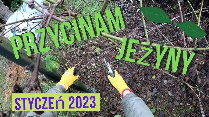 Kiedy i jak przycinać jeżyny, aby uniknąć błędów w pielęgnacji