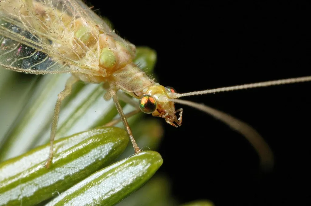 Złotooki owad w domu - jak radzić sobie ze złotookiem pospolitym?