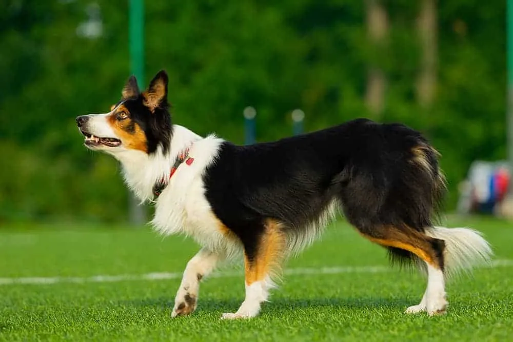 Jak wytresować border collie: skuteczne metody na posłuszeństwo