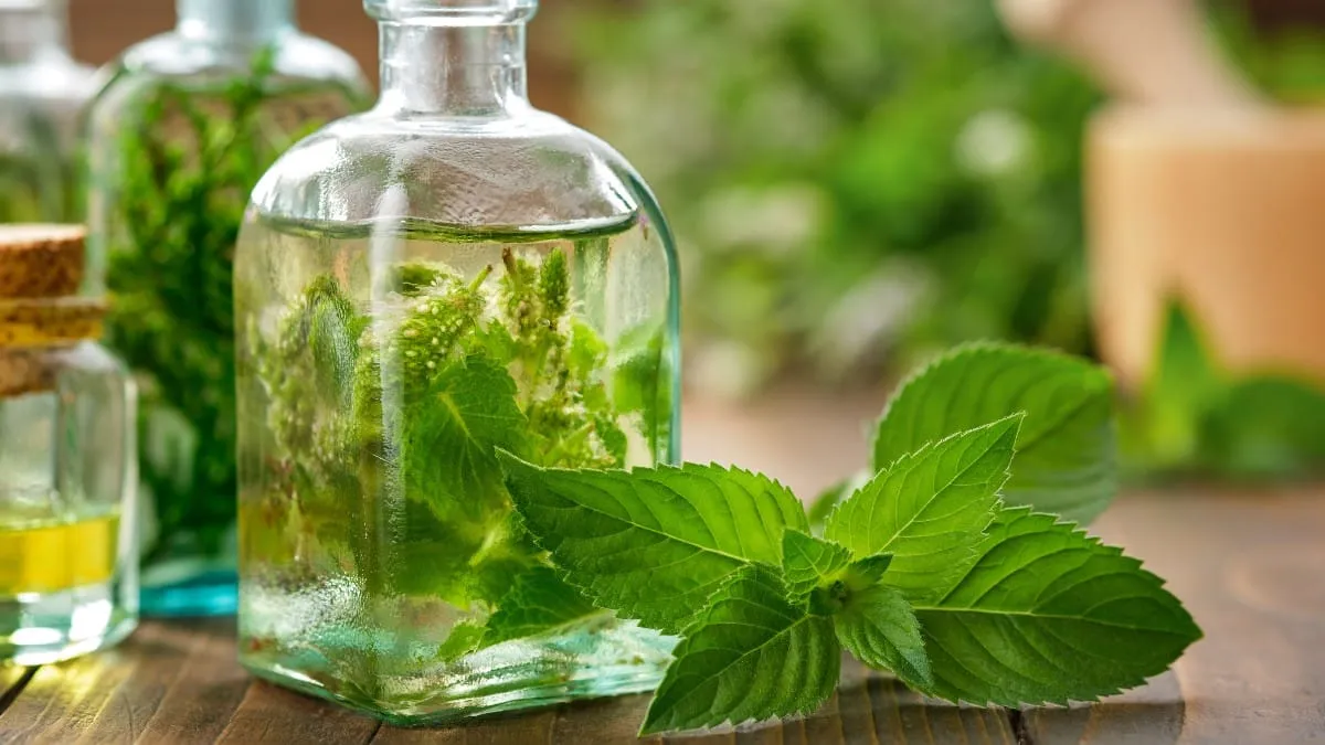 Czy pies może jeść miętę? Sprawdź, jakie są zagrożenia i korzyści