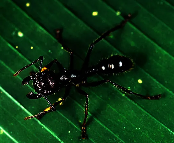 Czarny bąk: fascynujący drapieżnik z Ameryki Południowej