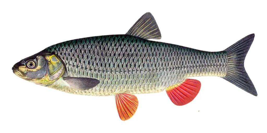 Kleń – wszystko, co musisz wiedzieć o tej wyjątkowej rybie