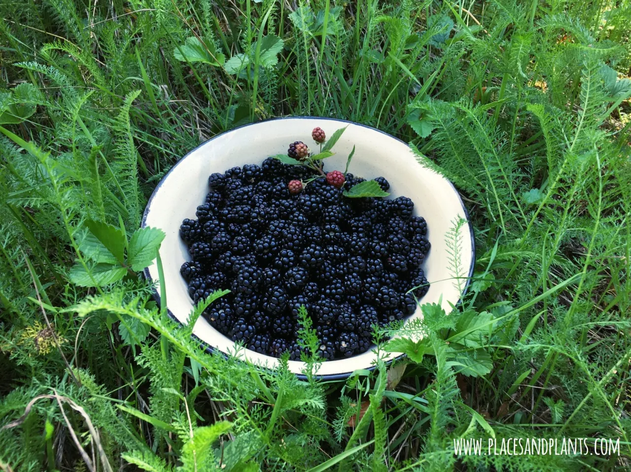 Kiedy na jeżyny? Pełny przewodnik po zbiorach i przetworach
