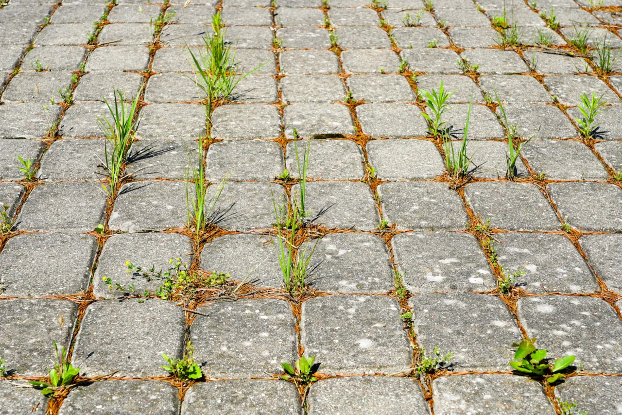 Skuteczne sposoby na to, czym usunąć trawę z chodnika bez chemii