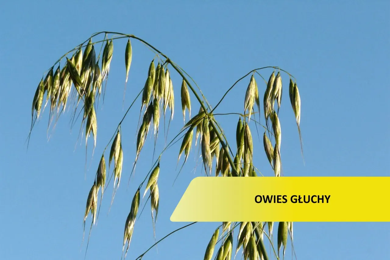 Chwast stepowy: co warto wiedzieć o burzanie i jego cechach