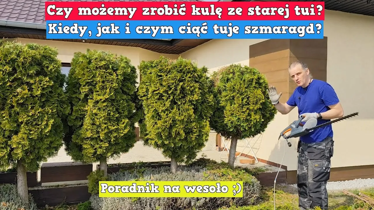 Jak formować tuje szmaragd, aby uniknąć błędów w przycinaniu