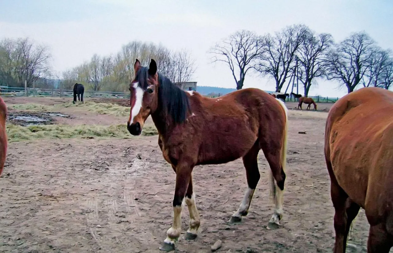 Ile kosztuje weterynarz dla konia? Zaskakujące wydatki na opiekę