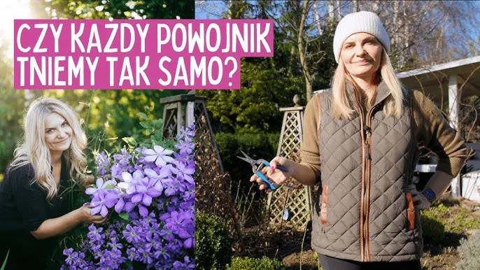 Jak długo kwitnie powojnik? Odkryj sekrety długiego kwitnienia