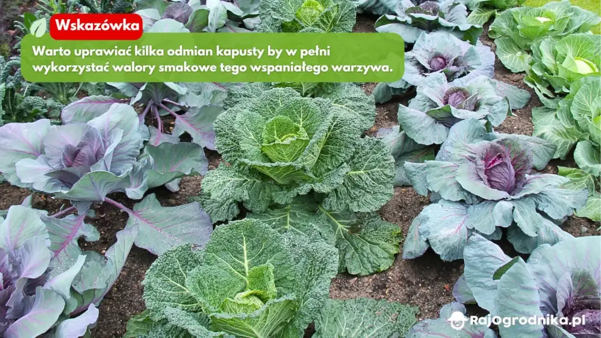 Sadzenie kapusty: Kiedy, jak i co robić, by mieć obfite zbiory?