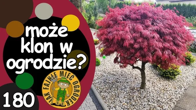 Twój klon w ogrodzie: Jak sadzić, by rósł zdrowo i pięknie?