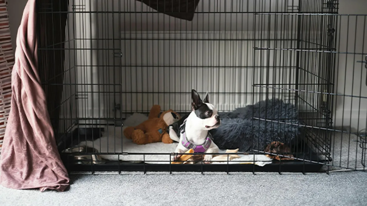 Kojec dla psa DIY: Zbuduj tanio i solidnie krok po kroku!