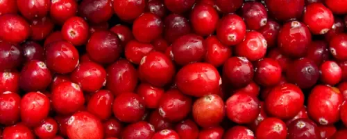 Czy pies może jeść suszoną żurawinę? Bezpieczne porcje i ryzyko