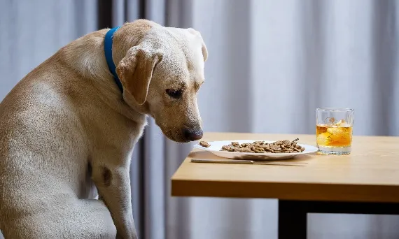 Twój pies zjadł jukę? Objawy zatrucia i ratunek krok po kroku.
