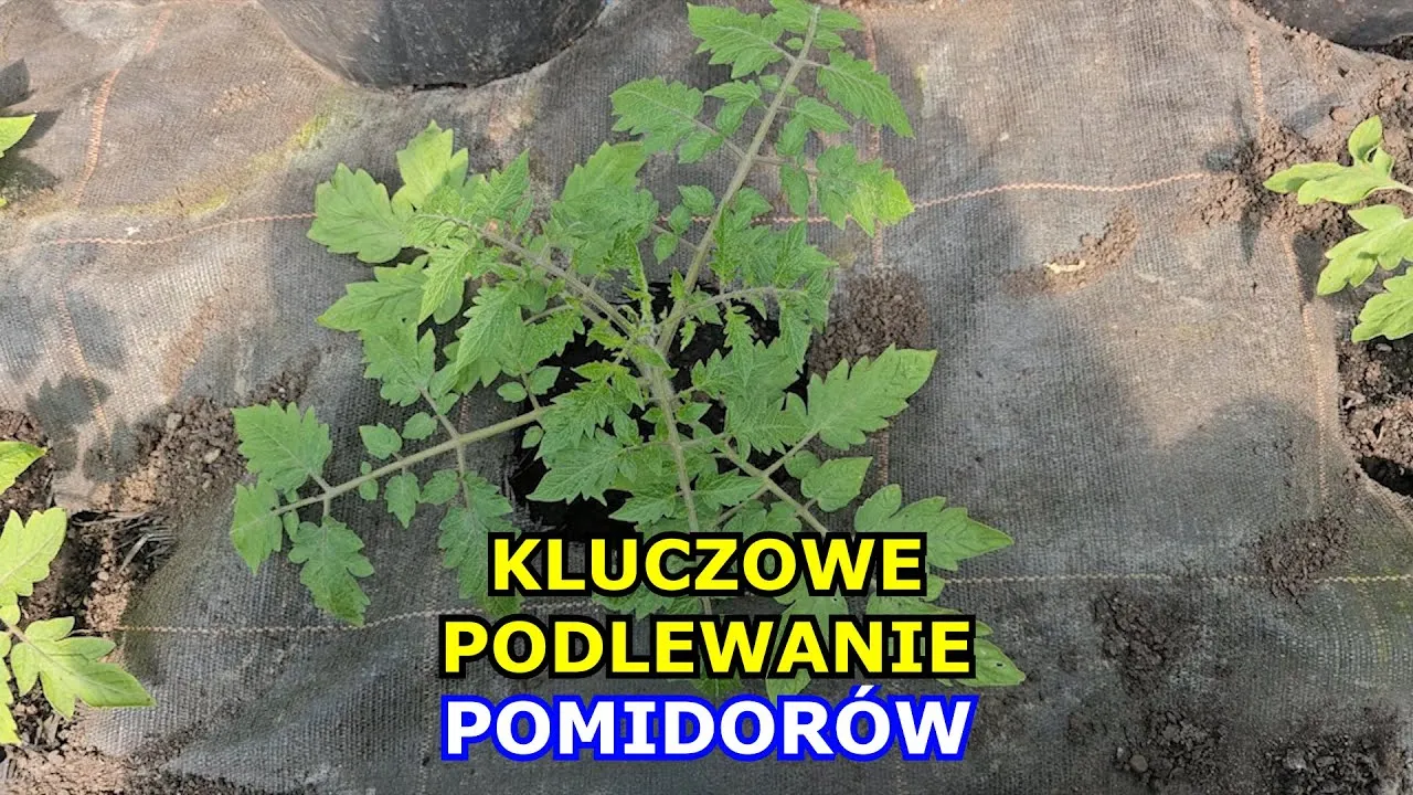 Jak często podlewać pomidory w gruncie, by uniknąć problemów z plonami?