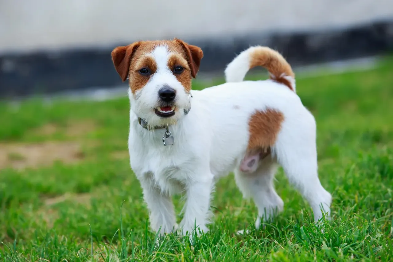Jack Russell Terrier: Sierść czy włosy? Poznaj kluczowe różnice
