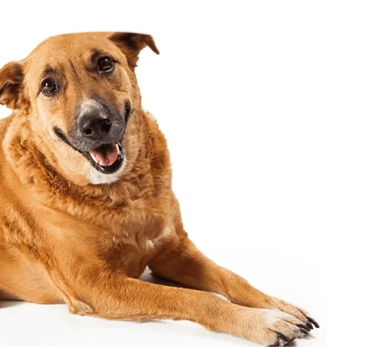 Czy pies może jeść? Bezpieczne i niebezpieczne jedzenie dla psa