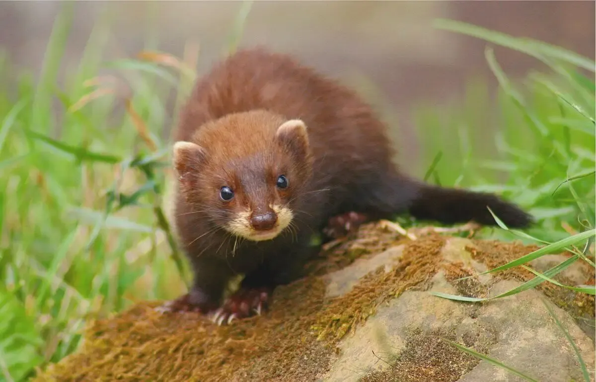 Czym żywi się tchórz? Zaskakujące fakty o jego diecie i zwyczajach