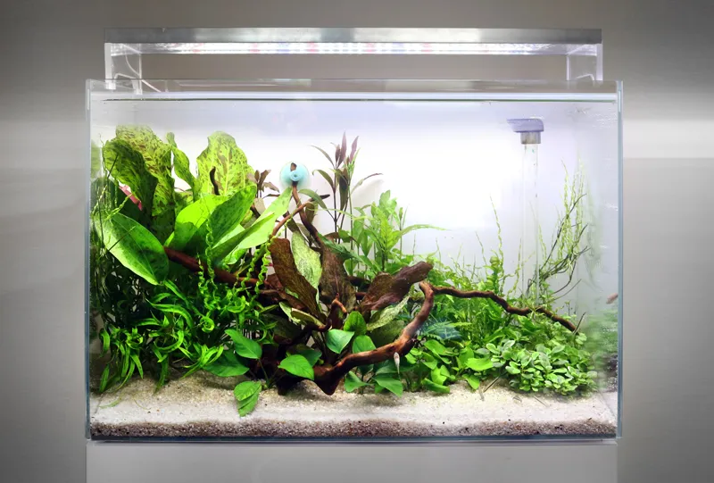 Jak CO2 w akwarium wpływa na wzrost roślin i ich zdrowie