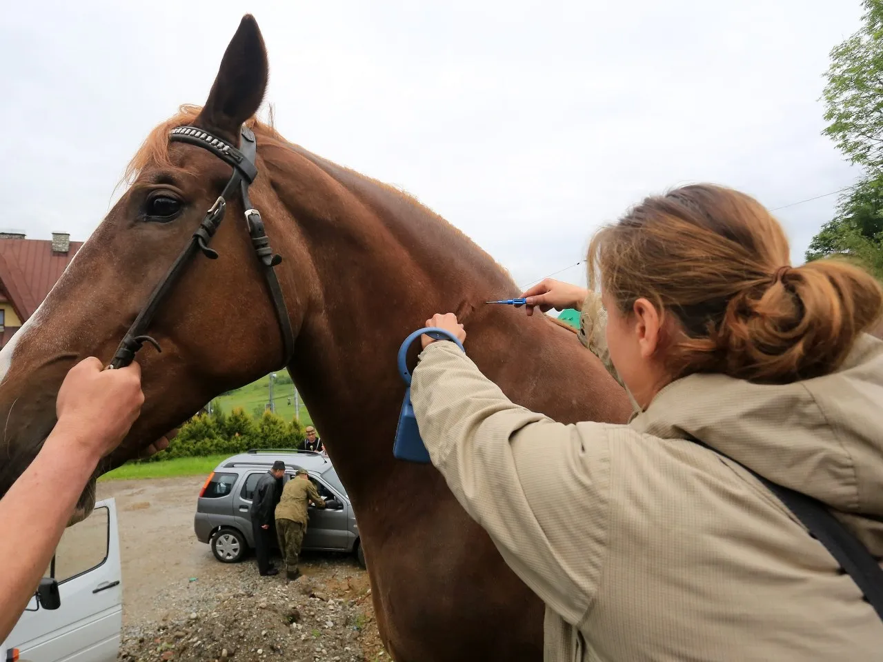 Czipowanie konia: Czy to obowiązek? Koszty, przepisy, korzyści