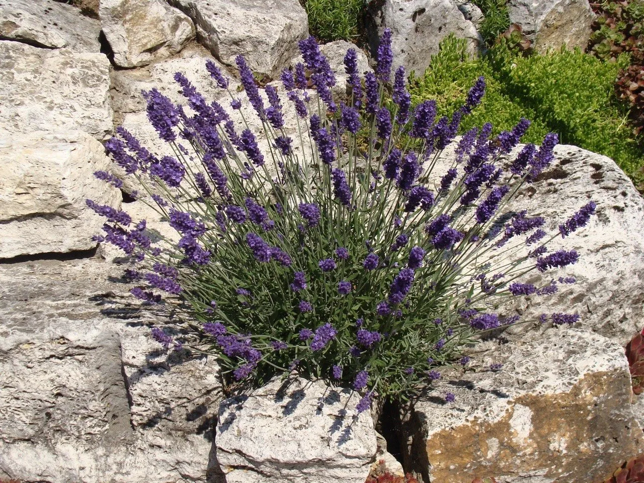 Jak uprawiać lawendę: proste sposoby na piękne kwiaty w ogrodzie