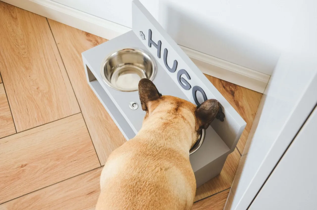 Na jakiej wysokości miska dla psa, aby uniknąć problemów zdrowotnych?