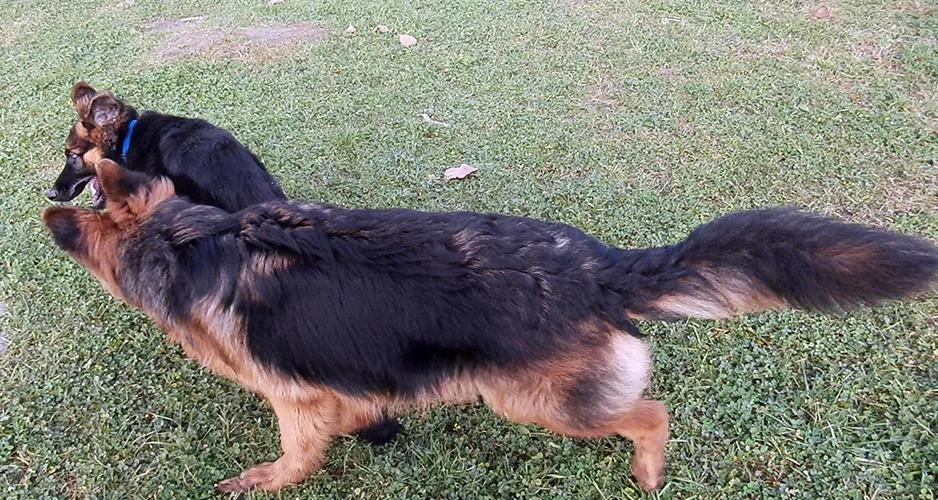 Jak wygląda owczarek niemiecki długowłosy? Cechy, które zaskakują