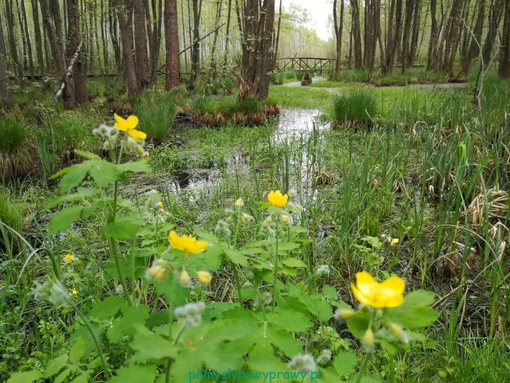 Czerwone Bagno: Odkryj sekrety serca Biebrzańskiego Parku Narodowego