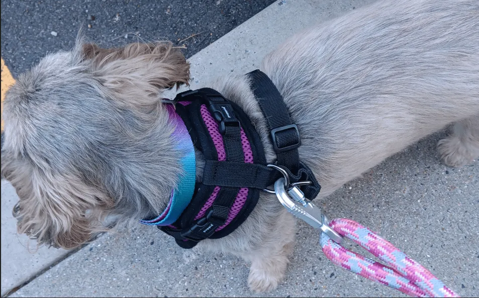 Szelki czy obroża dla Shih Tzu - co zapewni bezpieczeństwo i komfort?