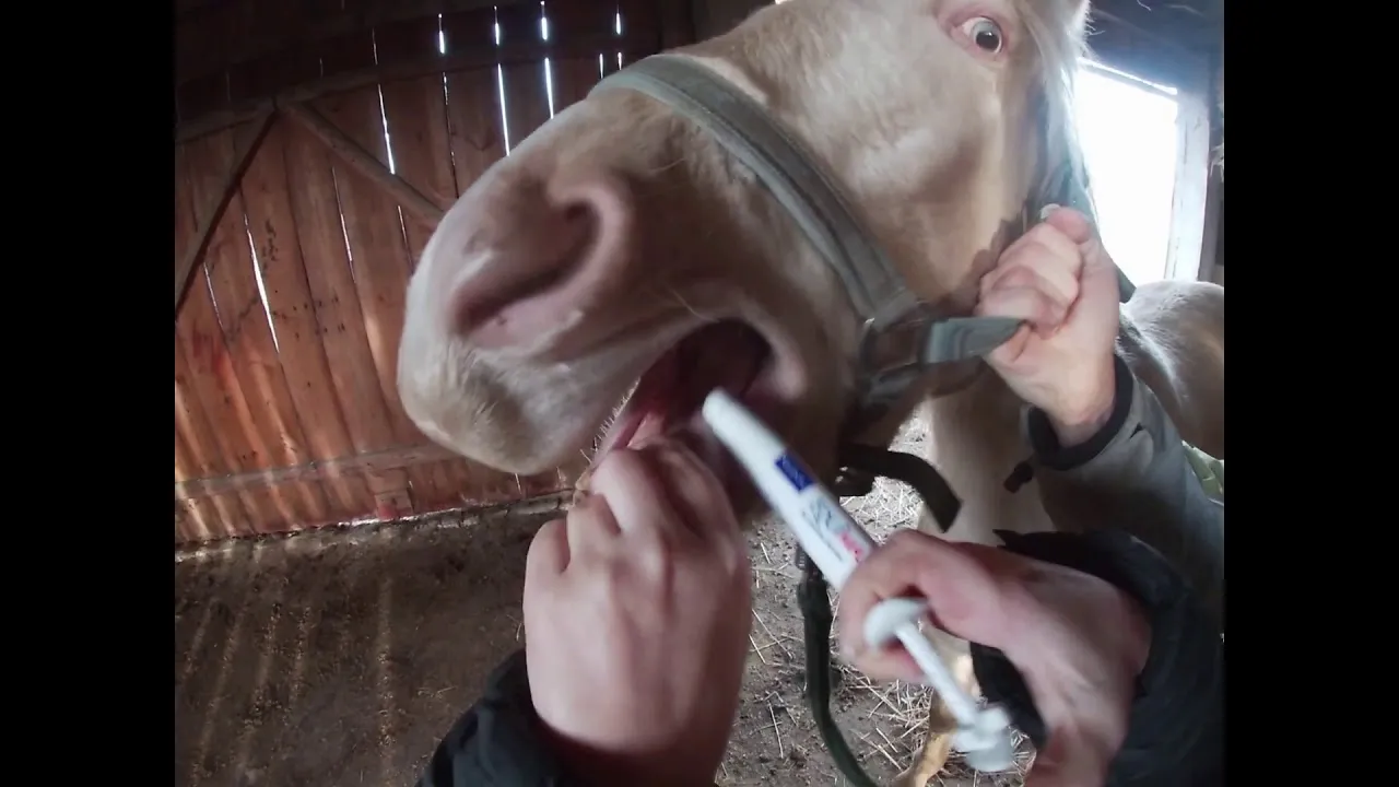 Odrobaczanie konia przed czy po jedzeniu – co jest skuteczniejsze?